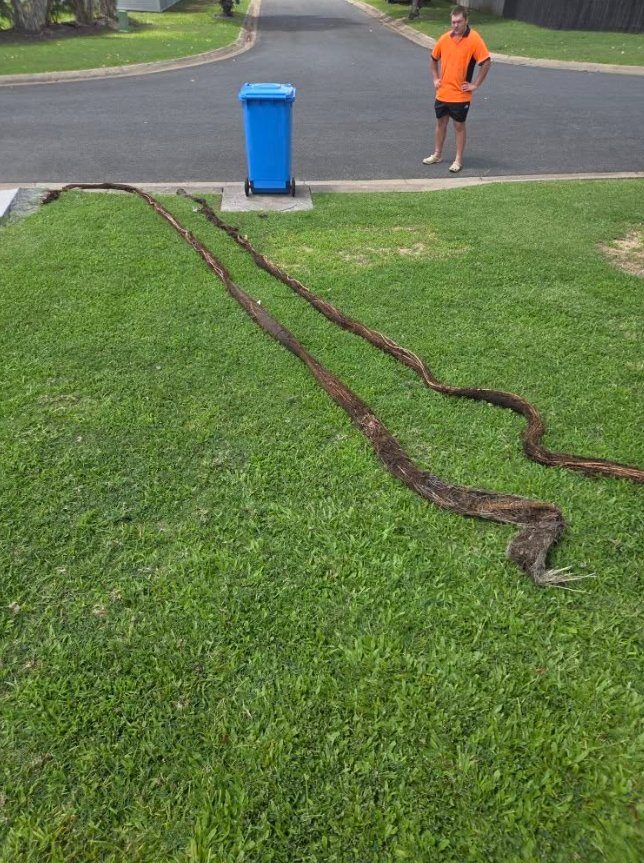 Tree roots pulled out of blocked stormwater pipes